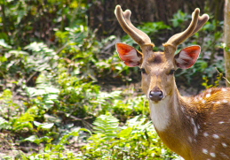 Kathmandu, Pokhara, Chitwan Tour – 11 Days