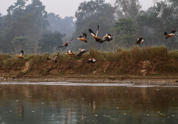 Kathmandu And Chitwan Tour - 6 Days
